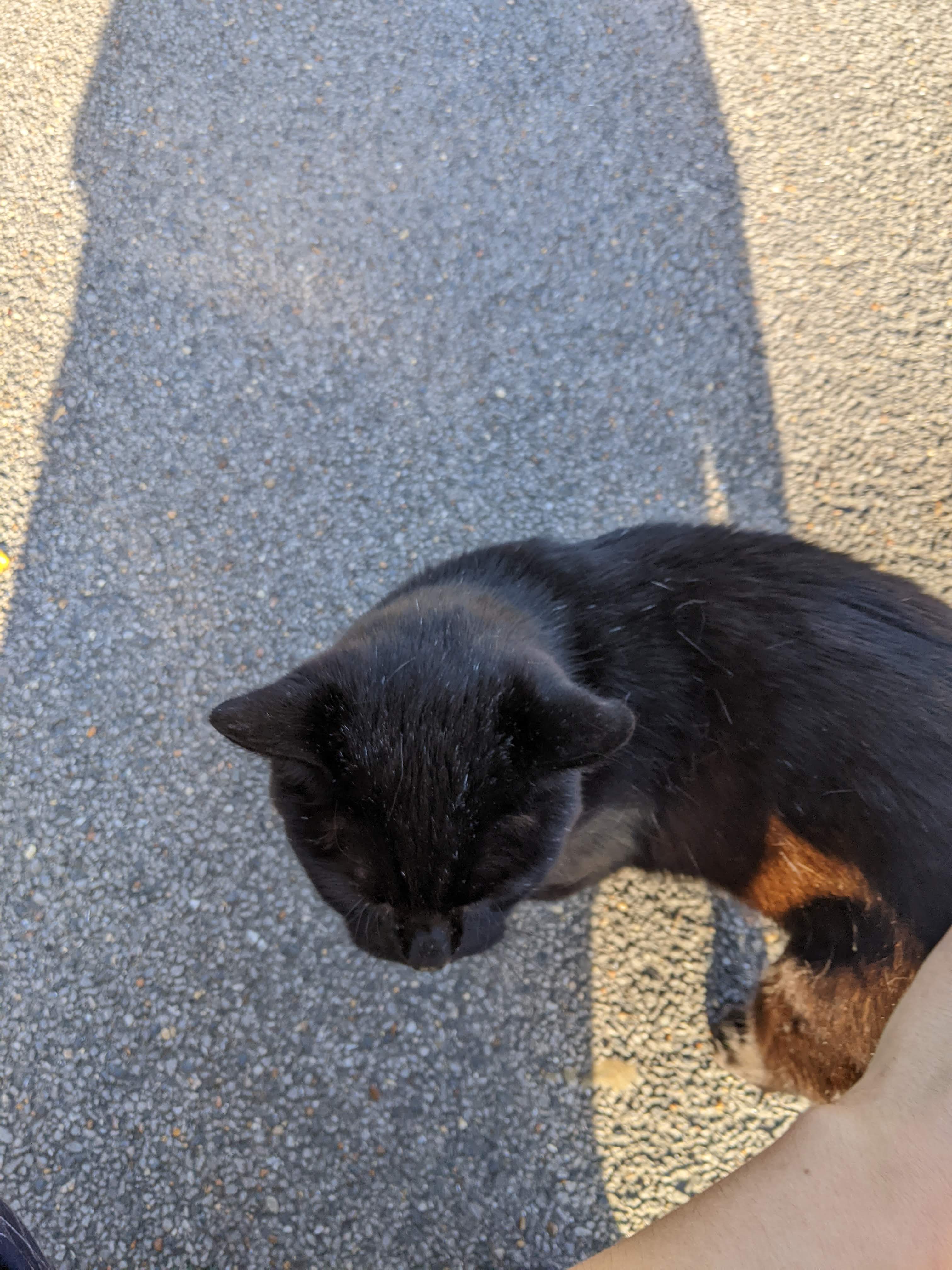 pic of cat on the pavement