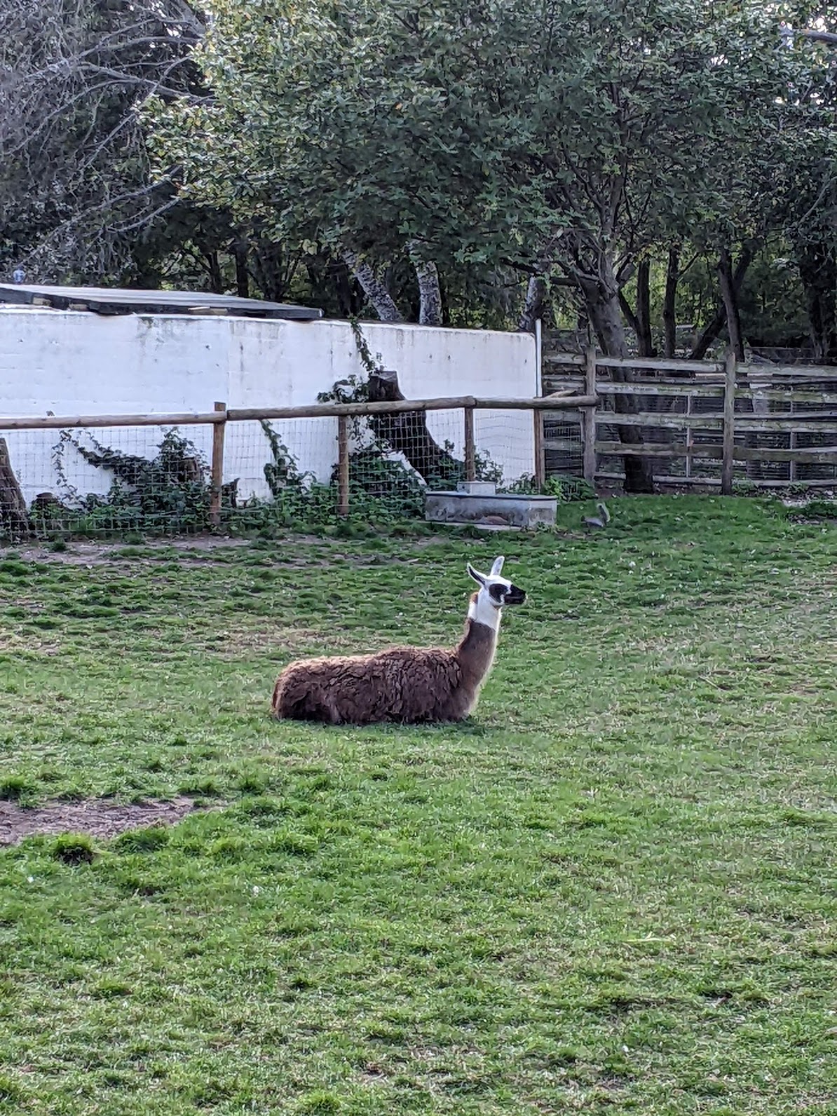 llama at mudchute farm